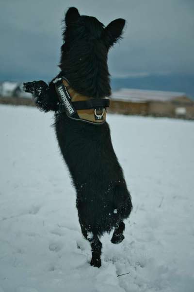 Schneenasen-Beitrag-Bild