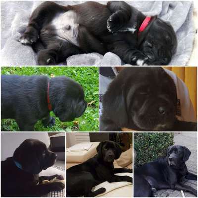 Welpen Bilder !-Beitrag-Bild