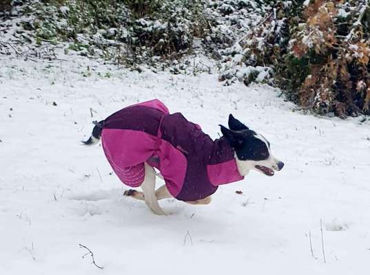 Fotochallenge 66 ~ Rennaction -Zeig deinen Hund im Lauf-Beitrag-Bild