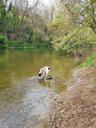 Dogorama-Monats-Challenge-Mai "Wasser"-Beitrag-Bild