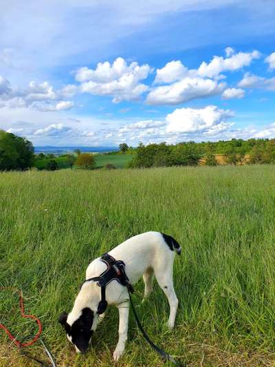 Grasfresser-Beitrag-Bild