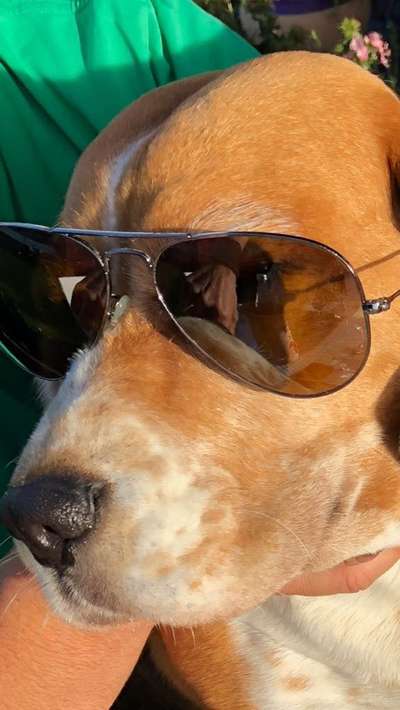 Beagle Mania !!!-Beitrag-Bild