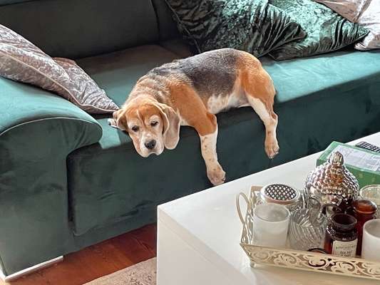 Beagle ohne Leine?-Beitrag-Bild