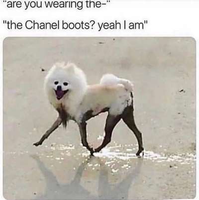 Samojede-Beitrag-Bild