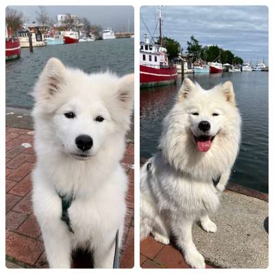 Samojede-Beitrag-Bild