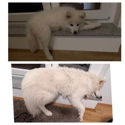 Samojede-Beitrag-Bild