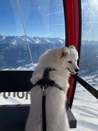 Samojede-Beitrag-Bild