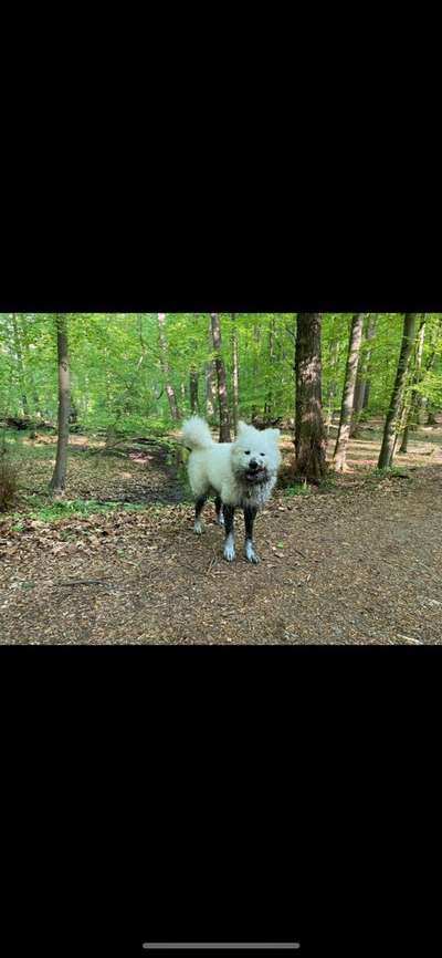 Samojede-Beitrag-Bild