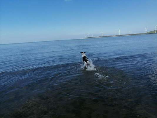 Dogorama-Monats-Challenge-Mai "Wasser"-Beitrag-Bild