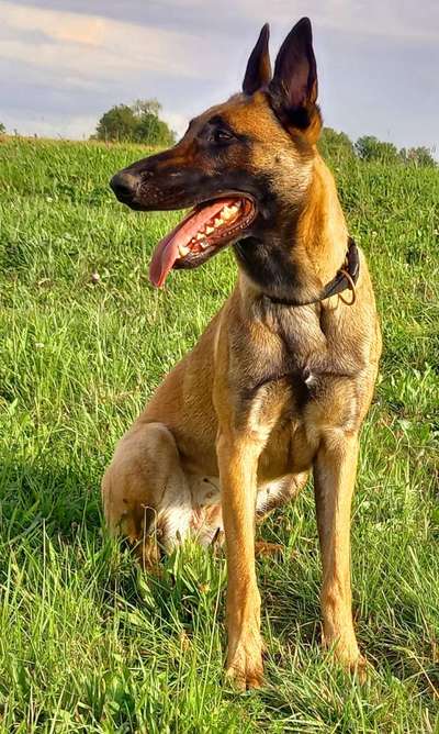 Hunderunde-Beitrag-Bild