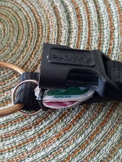 Ohne Halsband, ohne Geschirr-Beitrag-Bild