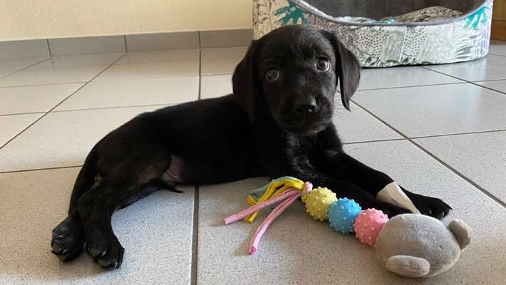 Dackelblick-Beitrag-Bild