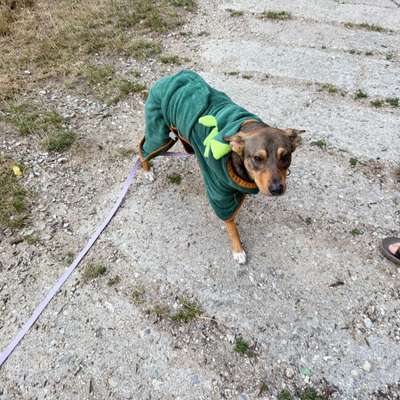 Hundetreffen-Pepe(1 Jahr) sucht verträglich Hundefreunde ❤️🐾-Bild