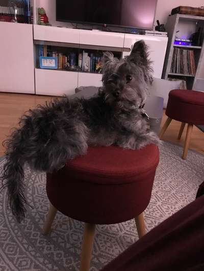 Mischlingshunde Foto Aufruf-Beitrag-Bild