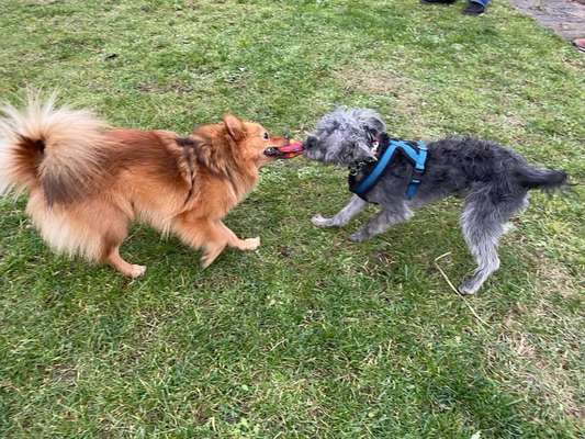 Die Dogorama Wochen Challenge "Friends will be Friends"-Beitrag-Bild