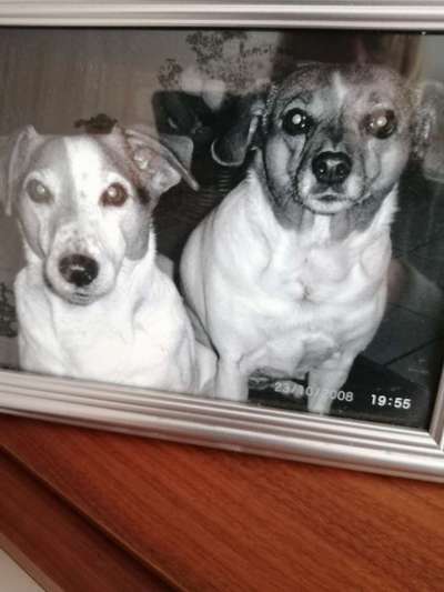 Unsere Fellnasen im Regenbogenland-Beitrag-Bild