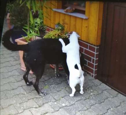 Dogorama Photo Challenge - Die besten Hundebuddys-Beitrag-Bild