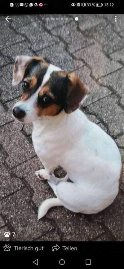 Unsere Fellnasen-Vielfalt im Überblick!-Beitrag-Bild