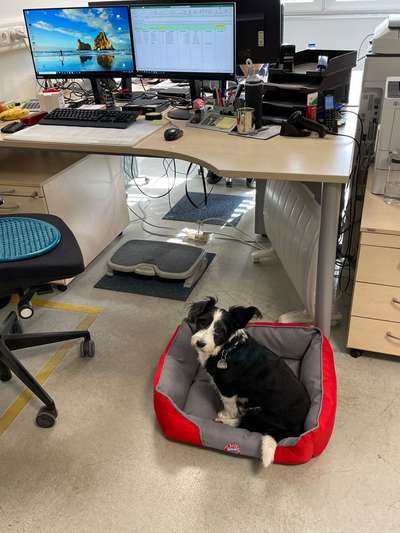 🐶 Sind Bürohunde jetzt VERBOTEN?! 😱-Beitrag-Bild