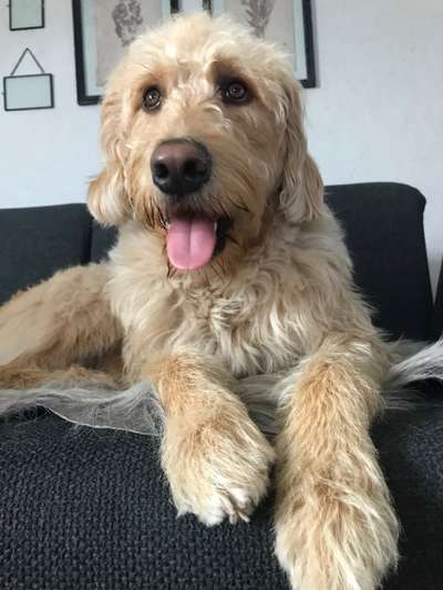 Goldendoodle-Beitrag-Bild