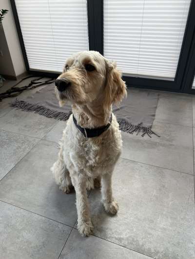 Goldendoodle nicht von Vermehrer-Beitrag-Bild