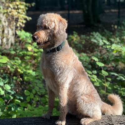Haarverlust Goldendoodle F1-Beitrag-Bild