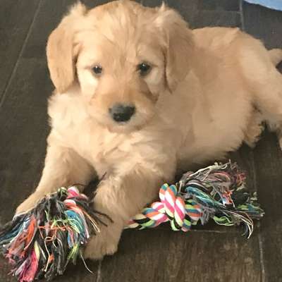 Haarverlust Goldendoodle F1-Beitrag-Bild