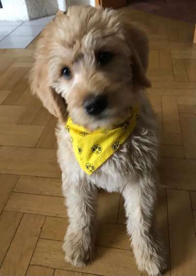 Fotochallange nr. 106
Der geschmückte Hund.-Beitrag-Bild