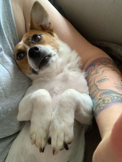 Die Dogorama Wochen Challenge-Beitrag-Bild