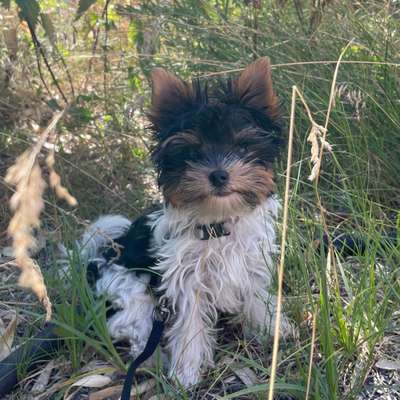 Hundetreffen-Welpen-Treffen-Bild