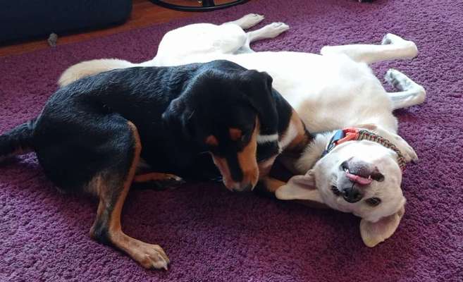 Bester Freund, Hundekumpel - zeigt her!-Beitrag-Bild