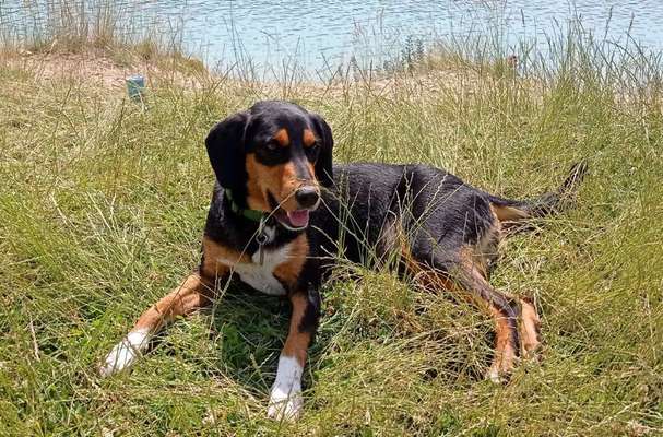 TierschutzhundeStammtisch🐕-Beitrag-Bild