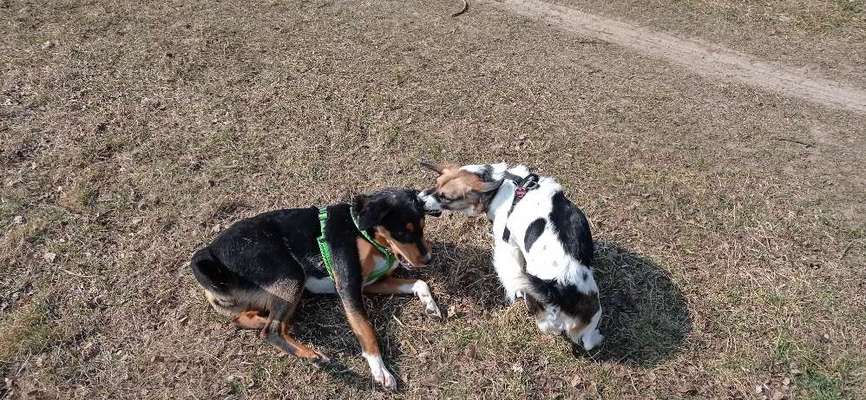 Bester Freund, Hundekumpel - zeigt her!-Beitrag-Bild