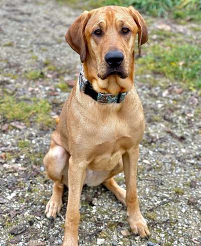 Seltene Rassen!-Beitrag-Bild