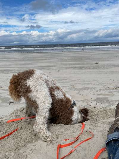 143. Fotochallenge: Ja, wo isser denn?-Beitrag-Bild