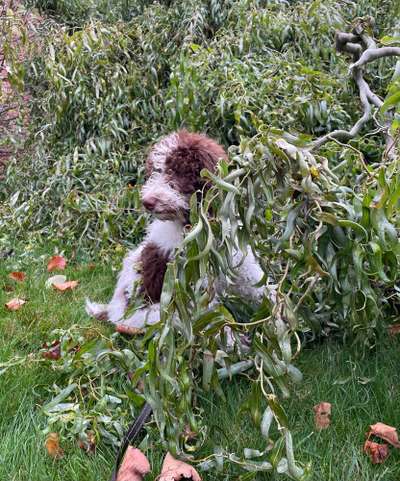 Farben Fotochallenge Thema ,,Grün"-Beitrag-Bild