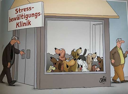 Hunde Memes-Beitrag-Bild