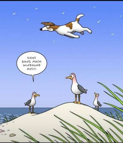 Hunde Memes-Beitrag-Bild