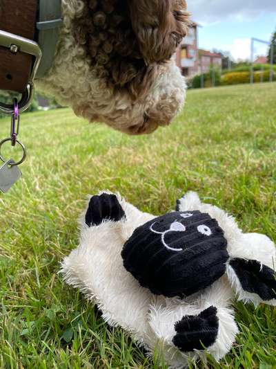 Dogorama Photo Challenge - TV Hund-Beitrag-Bild