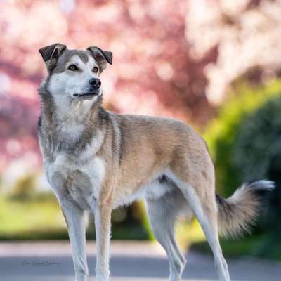 Hundetreffen-Trainingspartner gesucht / Social Walk-Bild
