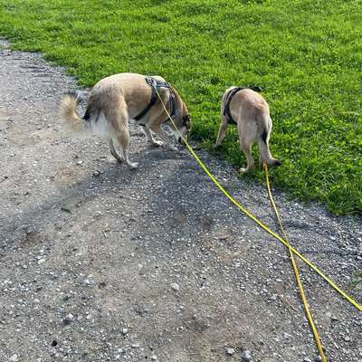 Hundetreffen-Hundebegegnungen üben mit anschließendem Socialwalk-Bild