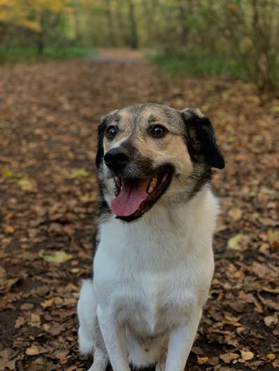 Hundetreffen-Ruhiges Kennenlernen und Spielen-Bild