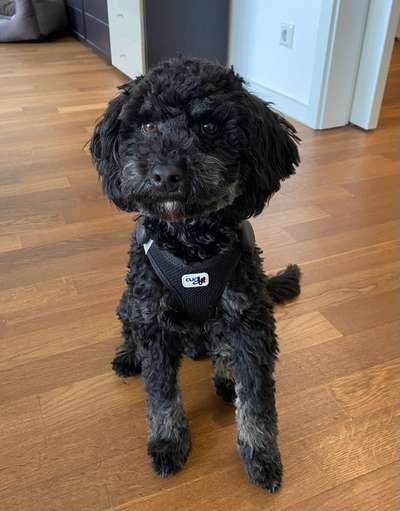 Wie heißt dein Hund?-Beitrag-Bild