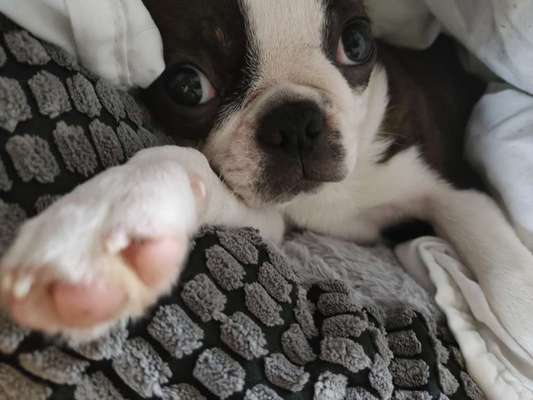 Wo sind hier die Boston Terrier?-Beitrag-Bild