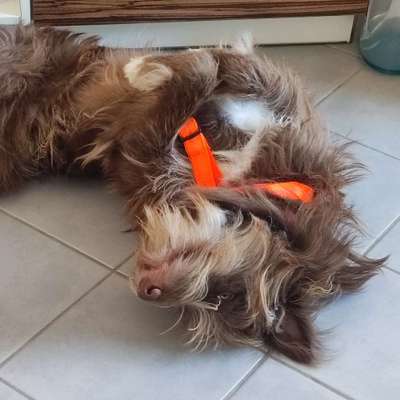 Hundetreffen-Trainingtreff-Bild