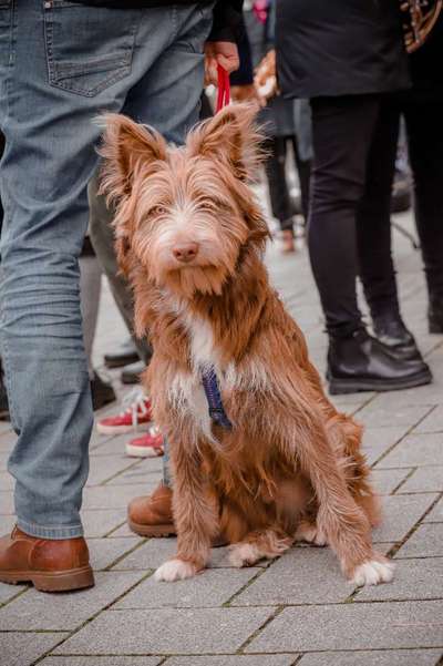 Hundetreffen-Hund müde machen :)-Bild