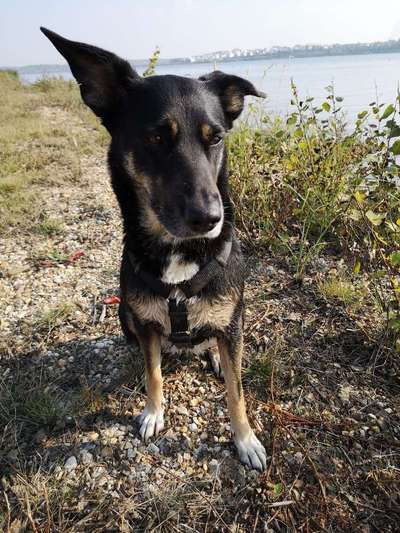 Mischlingshunde Foto Aufruf-Beitrag-Bild