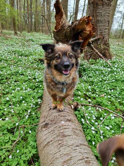 Hundetreffen-Gassi spiele treffen-Bild