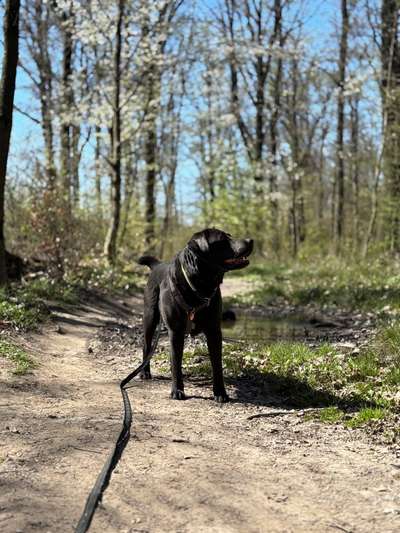 Hundetreffen-Team für Hundebegegnungen gesucht-Bild