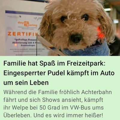🚗 Hund im heißen Auto – was würdest du tun?-Beitrag-Bild